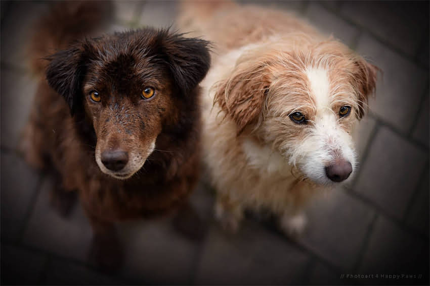 图片 5个科学方法让猫咪每天多喝1倍水！养猫必看指南.jpg