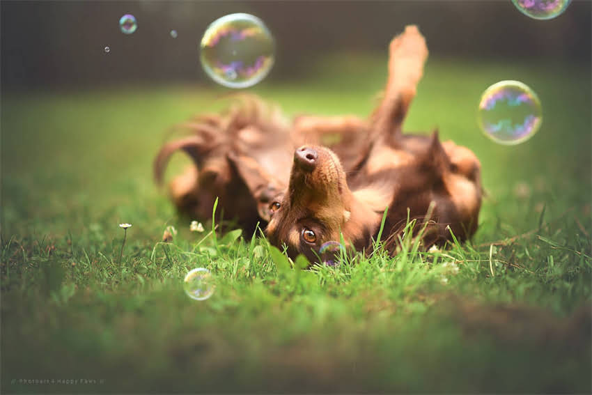 图片 5个科学方法让猫咪每天多喝1倍水！养猫必看指南2.jpg