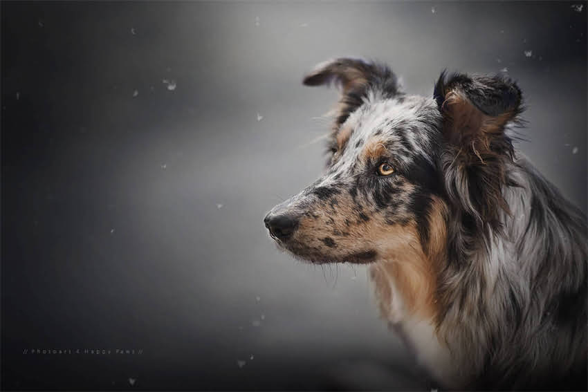 图片 5大黄金饮食法则：迷你雪纳瑞科学喂养全攻略（附权威食谱）.jpg