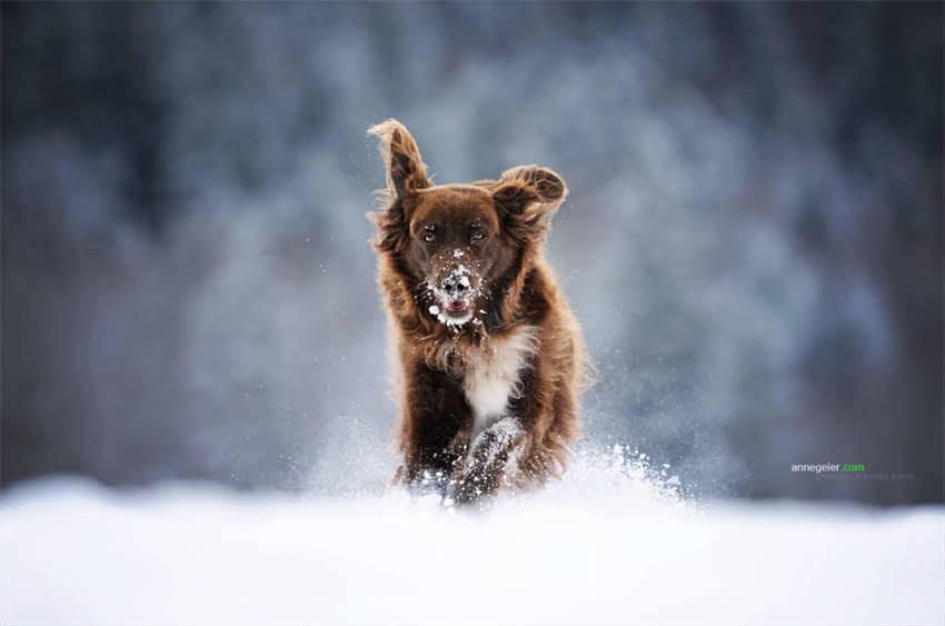 图片 5步科学训练法：如何让小狗快速掌握玩球技能（附训练工具清单）2.jpg