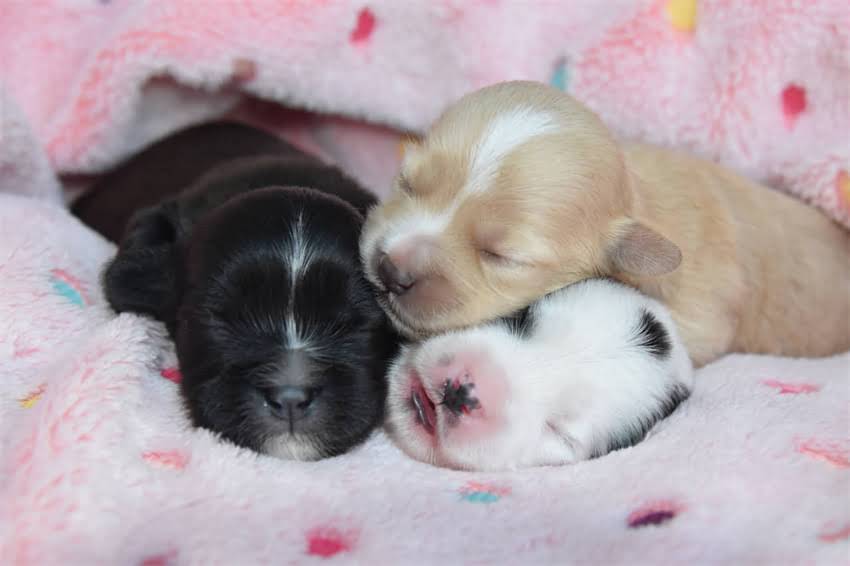 图片 5步训练法：农村土狗追捕小动物实战技巧（附训练视频）.jpg