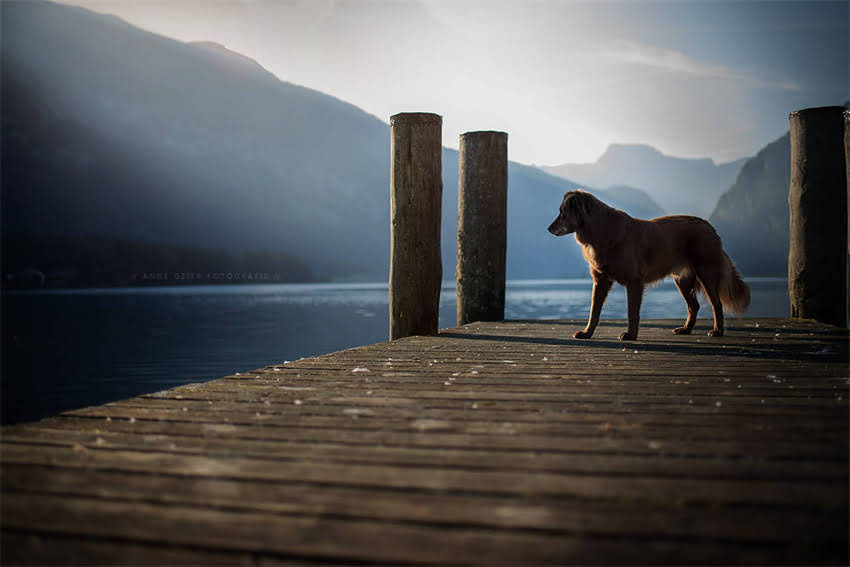 图片 5步训练法：农村土狗追捕小动物实战技巧（附训练视频）2.jpg