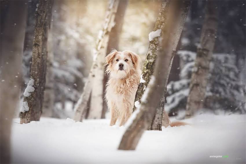 图片 6个月萨摩耶体重标准与发育特征1.jpg