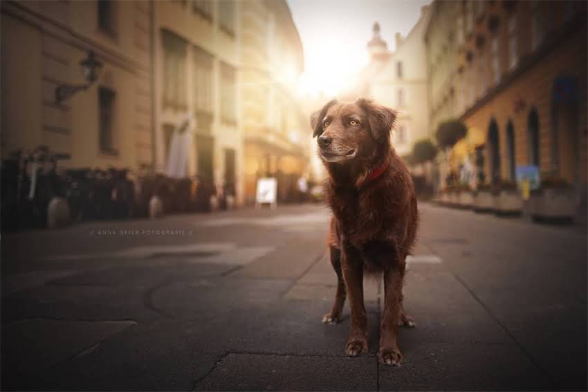 图片 6斤泰迪犬的体型分类与标准体重范围1.jpg