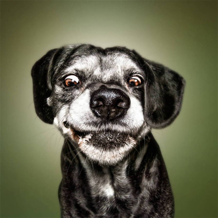 图片 70天比熊犬首次洗澡全攻略：步骤、注意事项与常见误区1.jpg