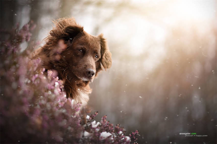 图片 7个月博美犬养护全攻略：饮食、训练、健康管理的科学方法.jpg