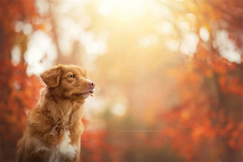 图片 7个月博美犬养护全攻略：饮食、训练、健康管理的科学方法2.jpg