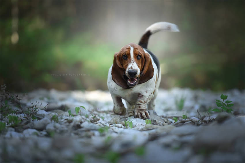 图片 7天科学训练法：如何有效提升宠物犬注意力集中度（附实操指南）1.jpg