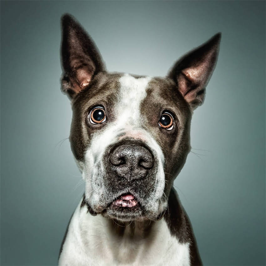 图片 7天科学训练法：如何有效提升宠物犬注意力集中度（附实操指南）2.jpg