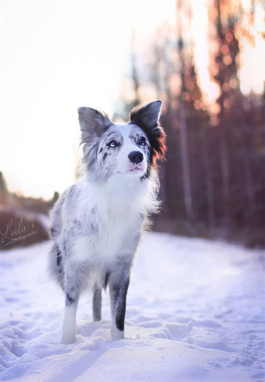 图片 7天见效！幼犬如厕训练黄金期全攻略：科学方法+常见误区.jpg