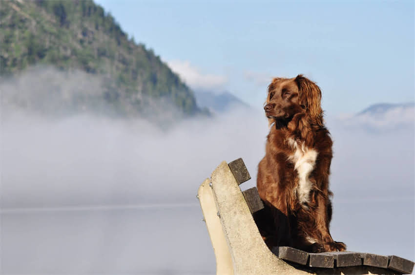 图片 7步训练法：如何教虎皮鹦鹉说话，附常见问题解答（附训练视频）2.jpg