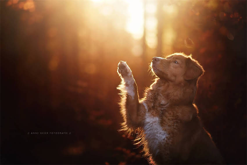 图片 8个月大猫咪专用猫粮怎么选？科学喂养指南+品牌推荐（附选购避坑要点）.jpg