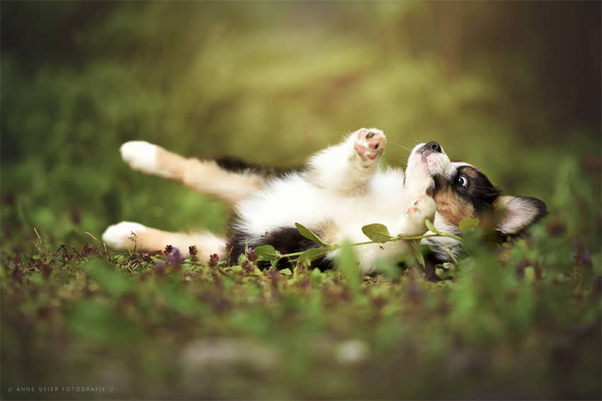 图片 8个月大猫咪专用猫粮怎么选？科学喂养指南+品牌推荐（附选购避坑要点）1.jpg