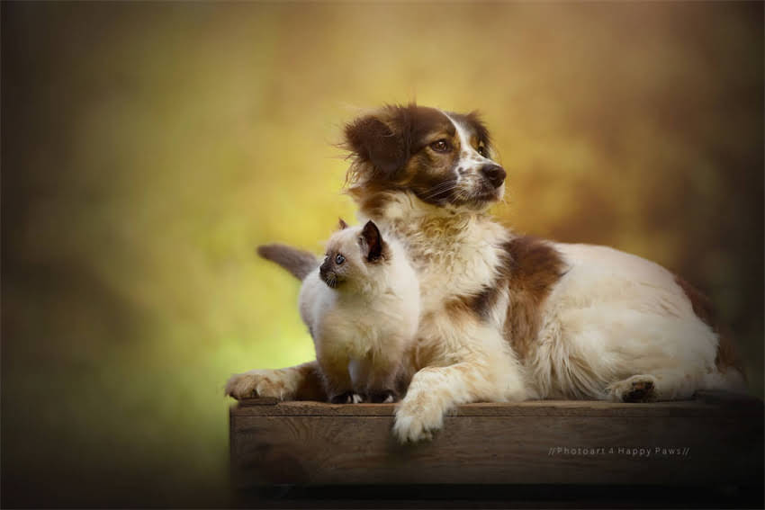 图片 8月龄泰迪犬最佳喂养指南：科学选粮+营养配比全2.jpg