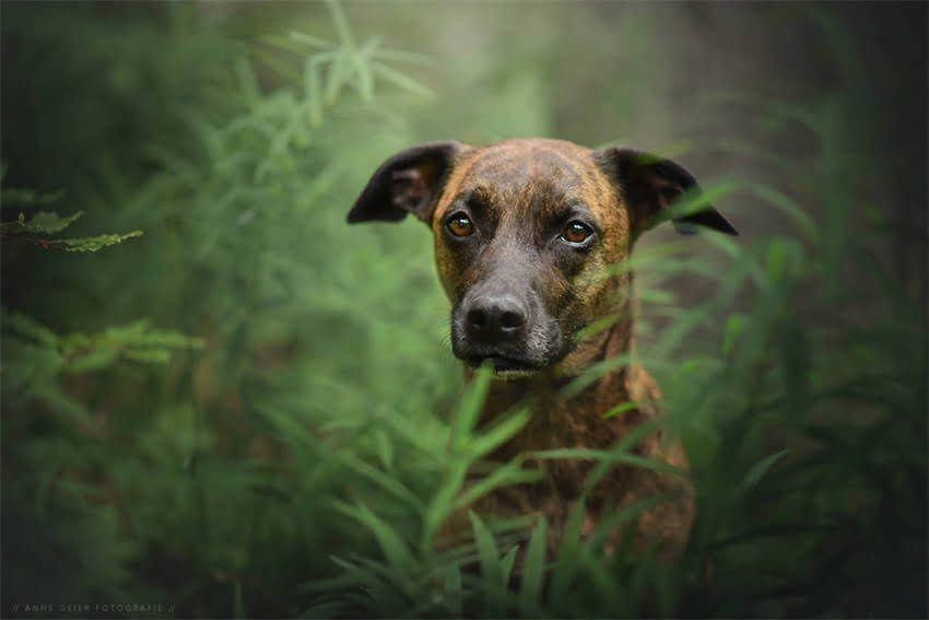 图片 AATU狗粮官网最新评测：口碑、成分、价格全，养宠人必看排行榜.jpg