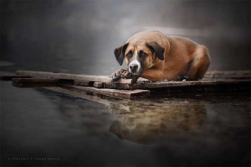 图片 AATU狗粮官网最新评测：口碑、成分、价格全，养宠人必看排行榜2.jpg