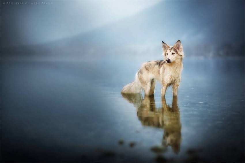 图片 Hills科学饮食猫粮真实测评：优缺点全，养猫人必看的选择指南.jpg