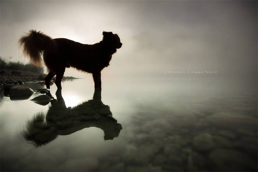 图片 Hills科学饮食猫粮真实测评：优缺点全，养猫人必看的选择指南1.jpg