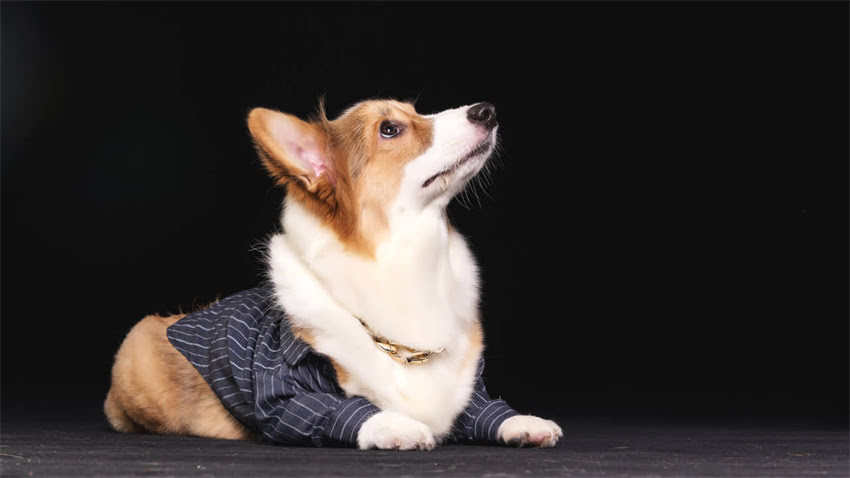图片 WHO狂犬疫苗延迟全球接种计划！超5亿人面临暴露风险，这些地区最严重（附最新应对指南）.jpg