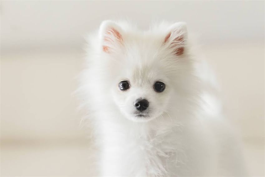 图片 XX岁狗每天喂多少狗粮？不同体型、品种喂养指南（附喂食表）.jpg