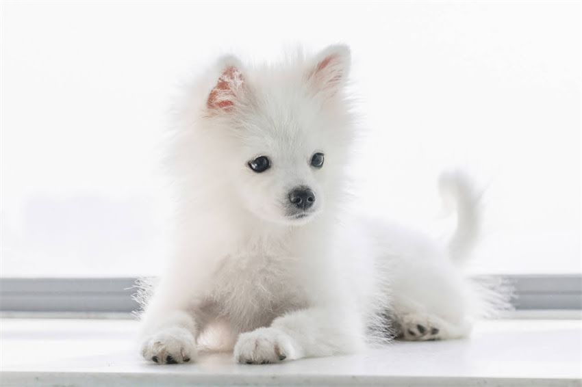 图片 XX岁狗每天喂多少狗粮？不同体型、品种喂养指南（附喂食表）1.jpg