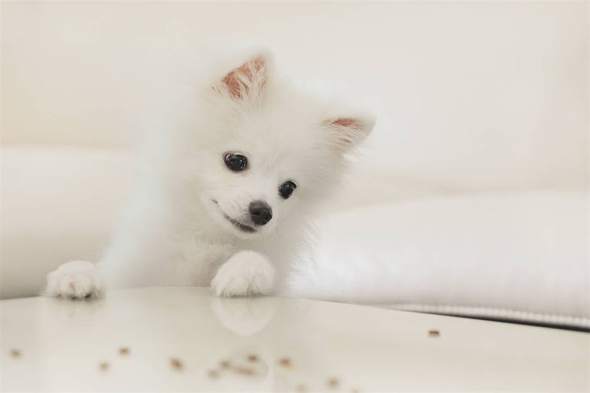 图片 XX岁狗每天喂多少狗粮？不同体型、品种喂养指南（附喂食表）2.jpg