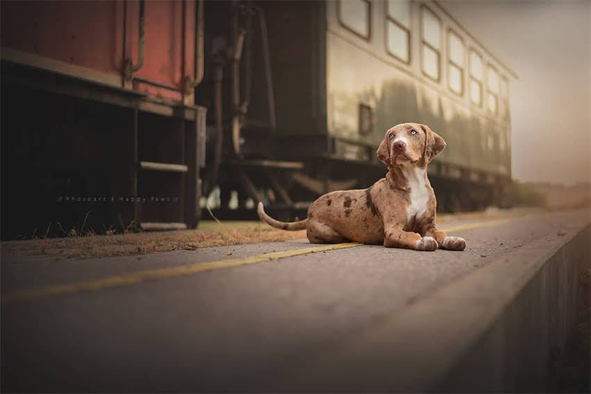 图片 avoderm粉色狗粮多少钱？天然成分与敏感肌护理的宝藏选择.jpg