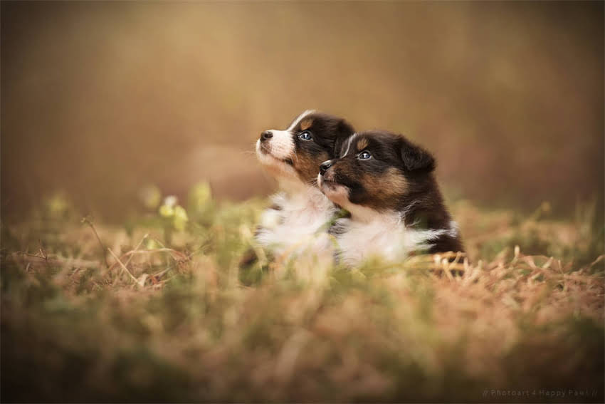 图片 avoderm粉色狗粮多少钱？天然成分与敏感肌护理的宝藏选择1.jpg