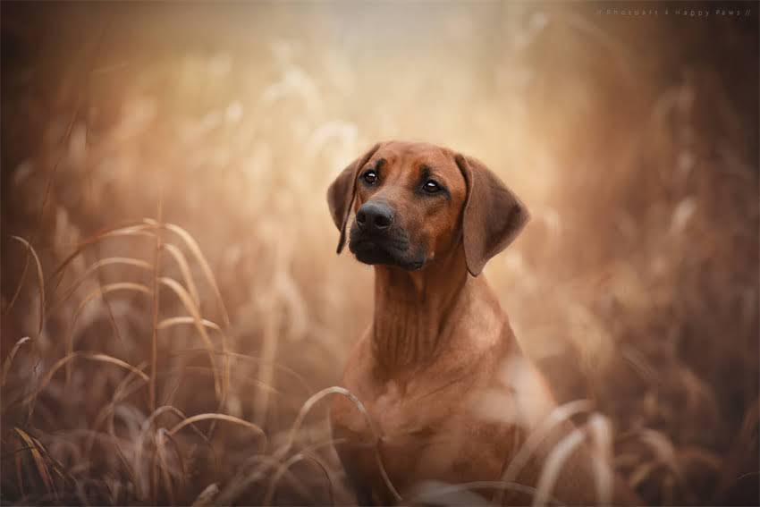 图片 avoderm粉色狗粮多少钱？天然成分与敏感肌护理的宝藏选择2.jpg