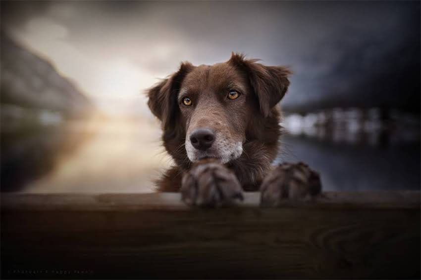 图片 haipet猫粮怎么样？科学评测+成分全+选购避坑指南1.jpg