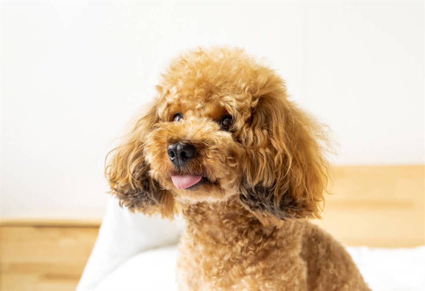 图片 naturalcore猫粮科学配方：天然成分+营养均衡，如何守护猫咪健康？.jpg