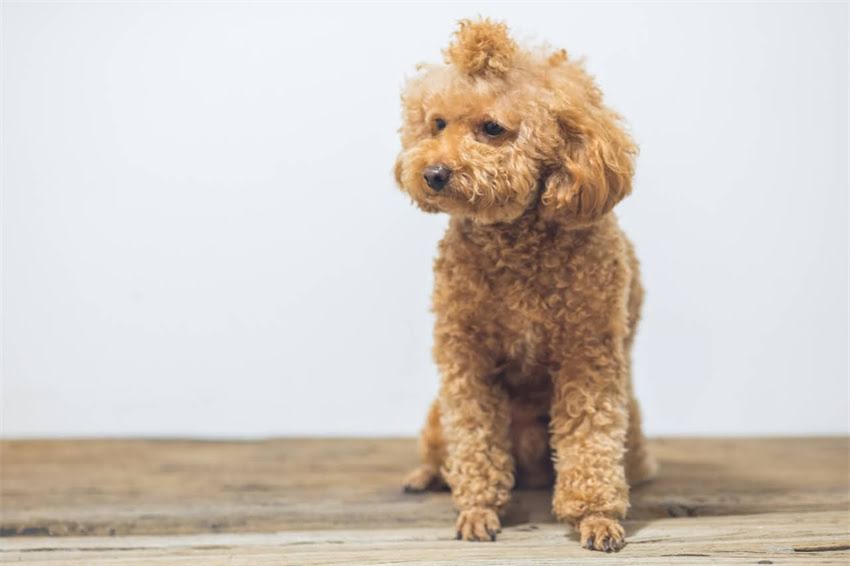 图片 now猫粮vsgo猫粮深度对比：哪个更适合你家猫咪？.jpg