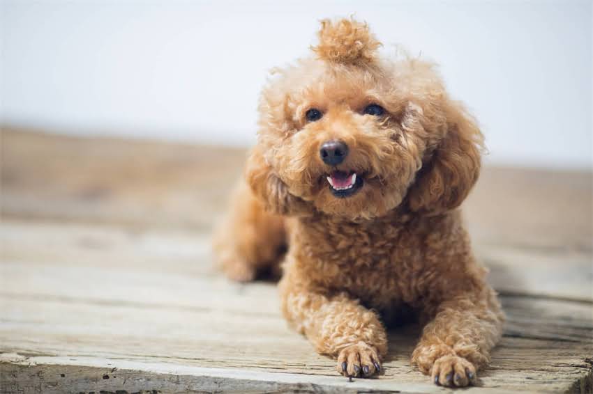 图片 now猫粮vsgo猫粮深度对比：哪个更适合你家猫咪？2.jpg