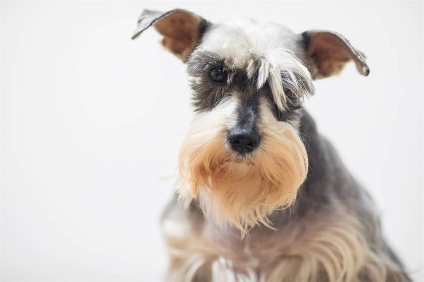 图片 now猫粮不同阶段喂养指南：幼猫、成猫、老年猫每日喂食量与营养需求.jpg