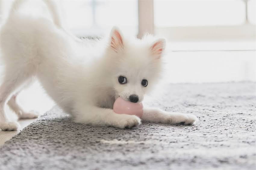 图片 ⚠️土狗狂犬疫苗必看！不打疫苗的5大风险+正确接种指南（附疫苗品牌推荐）.jpg