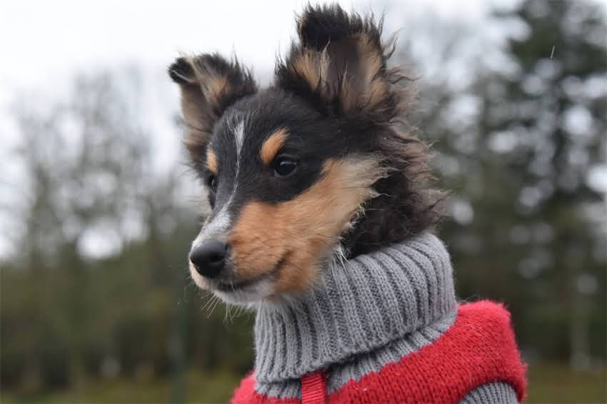 图片 ⚠️拉布拉多吃了骨头怎么办？3步急救+长期养护全攻略（附危险骨头清单）.jpg