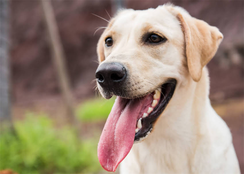 图片 ⚠️拉布拉多吃了骨头怎么办？3步急救+长期养护全攻略（附危险骨头清单）1.jpg