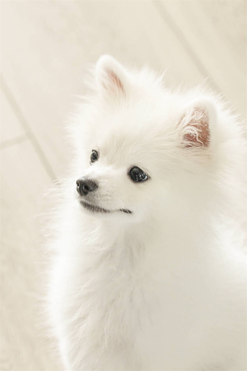 图片 ⚠️拉布拉多吃了骨头怎么办？3步急救+长期养护全攻略（附危险骨头清单）2.jpg