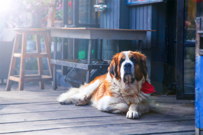 图片 ✨三个月大幼犬如厕训练全攻略：快速掌握黄金期技巧，告别尿垫时代🐾.jpg