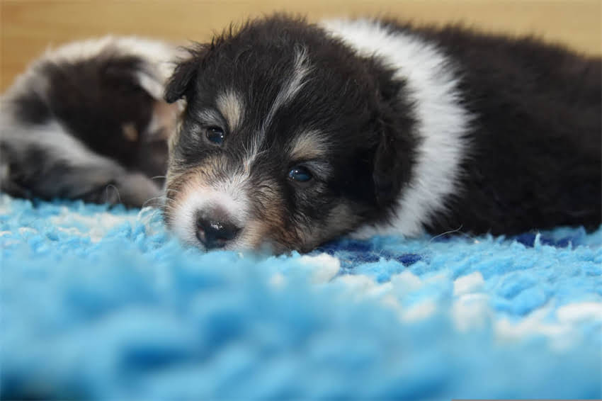 图片 ✨三个月大幼犬如厕训练全攻略：快速掌握黄金期技巧，告别尿垫时代🐾1.jpg