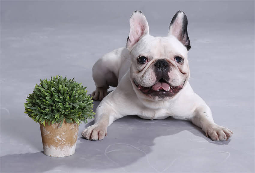 图片 ✨三个月大幼犬如厕训练全攻略：快速掌握黄金期技巧，告别尿垫时代🐾2.jpg