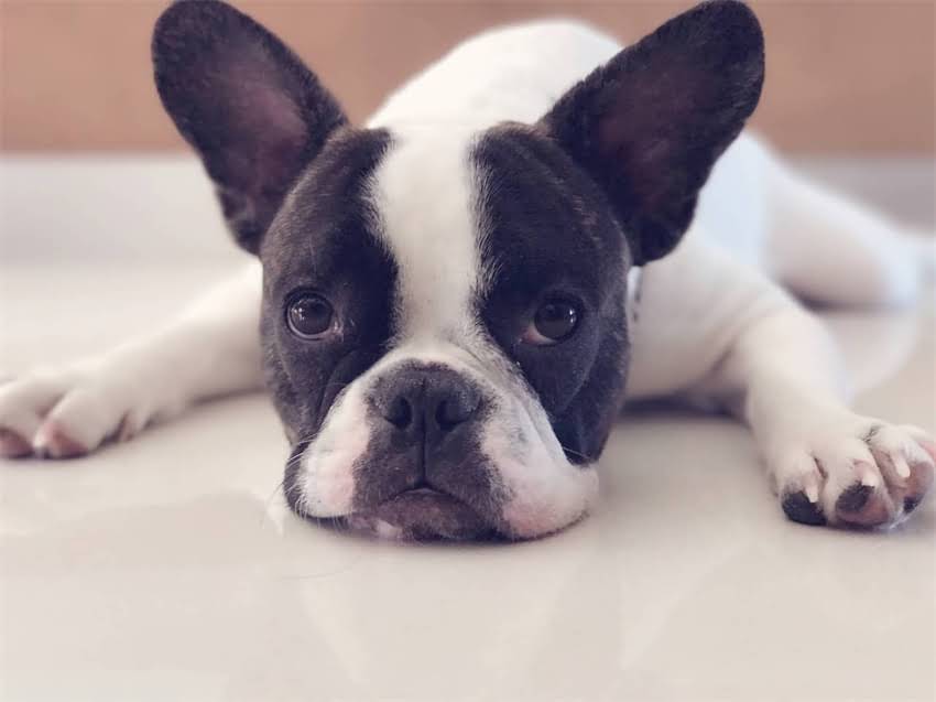 图片 ✨全球认证的纯种比特犬！血统证书+标准特征全｜新手必看饲养指南.jpg