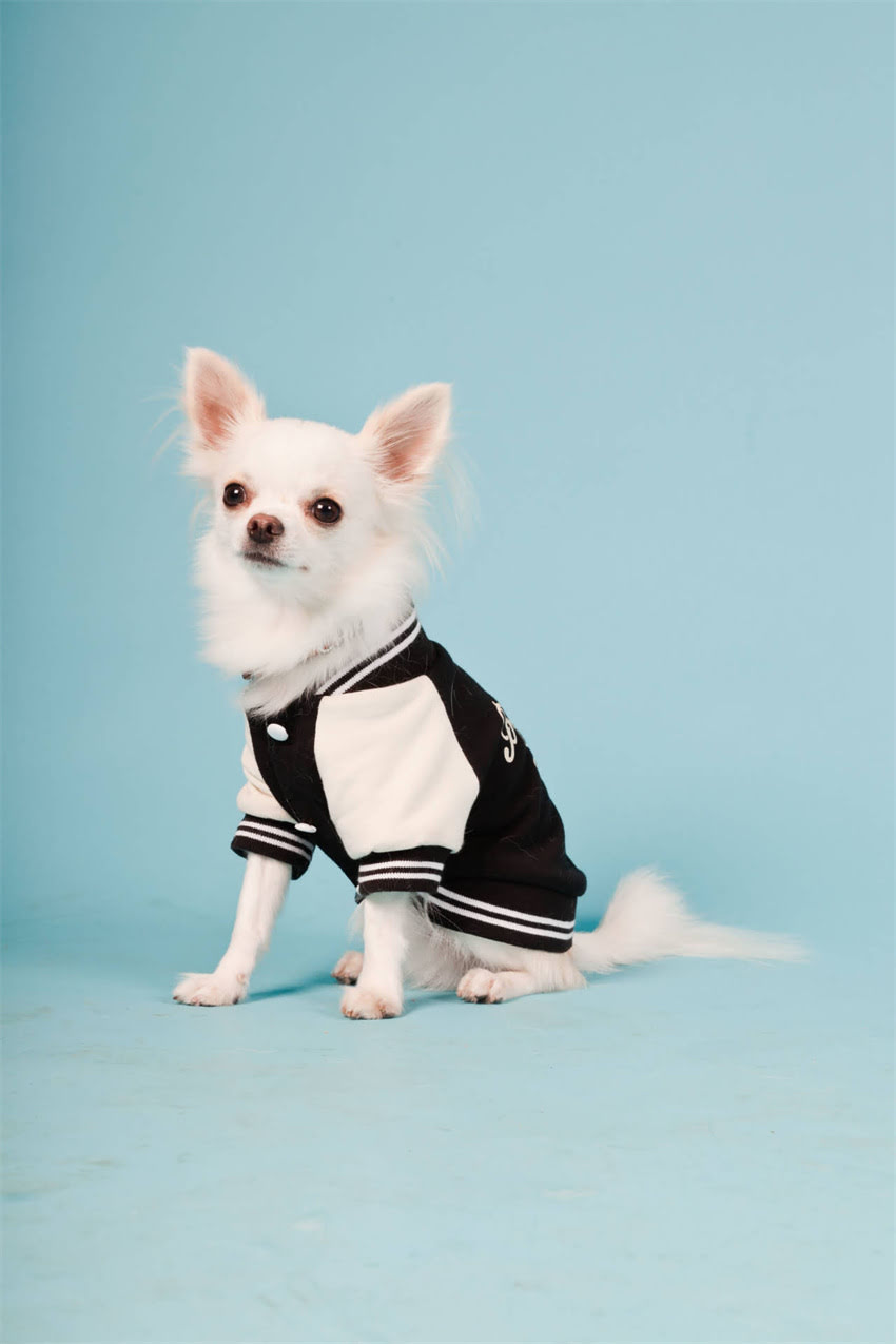 图片 ✨比熊母犬价格表！成年比熊犬多少钱？附选购指南.jpg