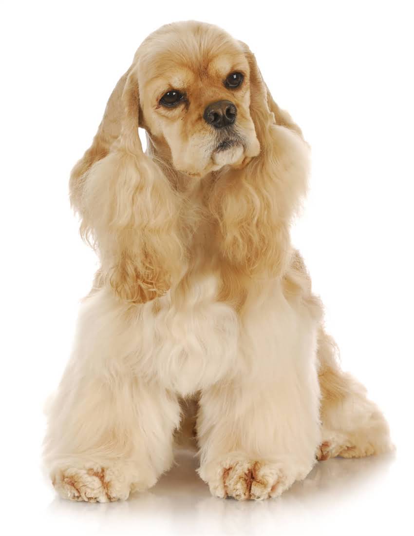 图片 ✨泰迪满月吃啥狗粮？这份超全攻略新手必看！🐾2.jpg