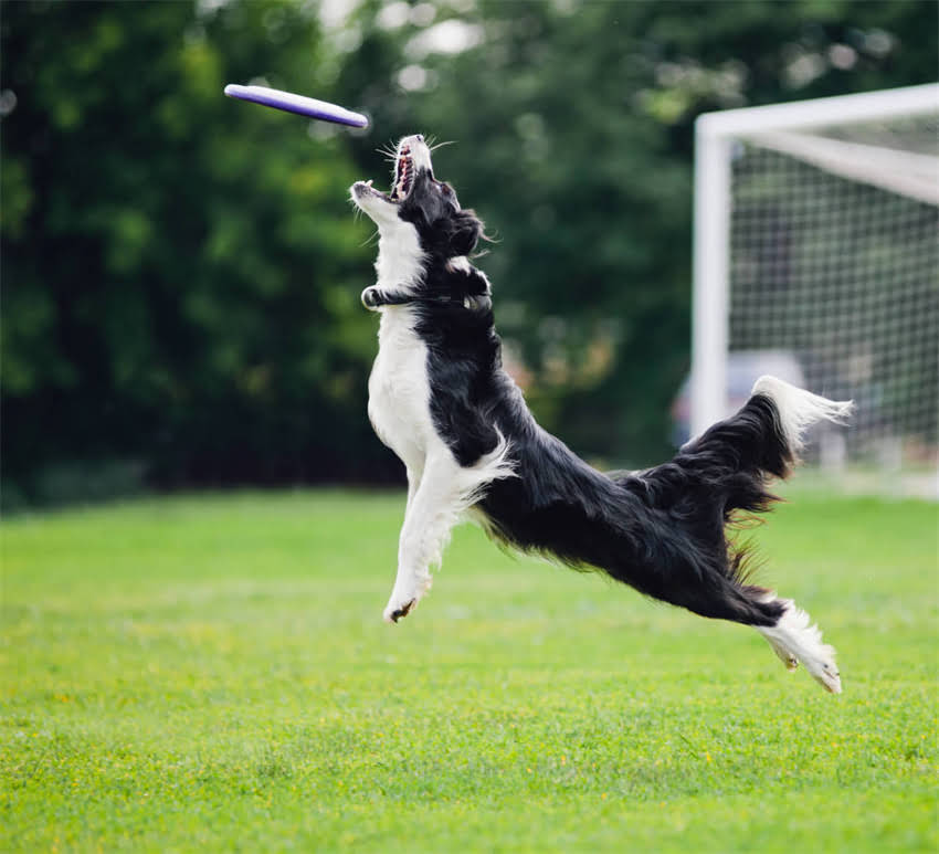 图片 ✨泰迪犬VS比熊犬VS贵宾犬全对比｜最新+选购指南🐾.jpg
