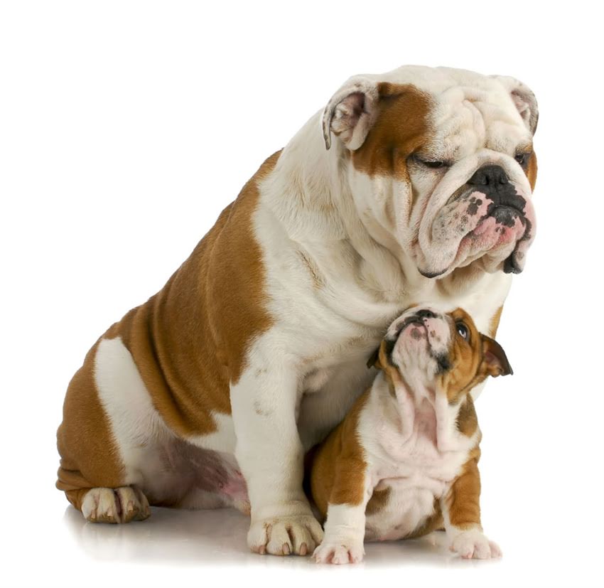 图片 ✨泰迪犬VS比熊犬VS贵宾犬全对比｜最新+选购指南🐾1.jpg