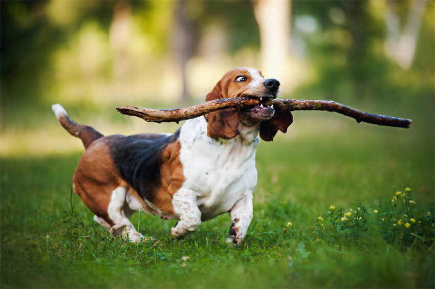 图片 ✨泰迪犬VS比熊犬VS贵宾犬全对比｜最新+选购指南🐾2.jpg