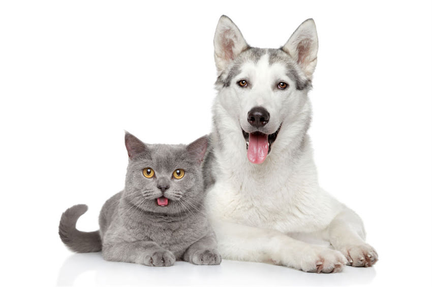 图片 ✨泰迪犬寿命有多长？养到老全攻略：科学养护+常见疾病预防，让毛孩子健康长寿！.jpg
