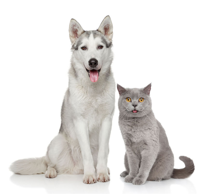 图片 ✨泰迪犬寿命有多长？养到老全攻略：科学养护+常见疾病预防，让毛孩子健康长寿！1.jpg