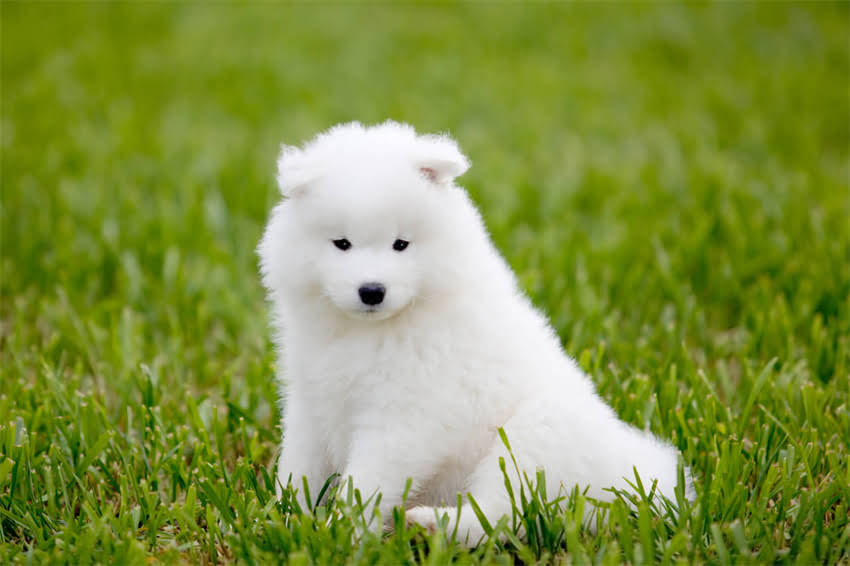 图片 ✨泰迪犬寿命有多长？养到老全攻略：科学养护+常见疾病预防，让毛孩子健康长寿！2.jpg